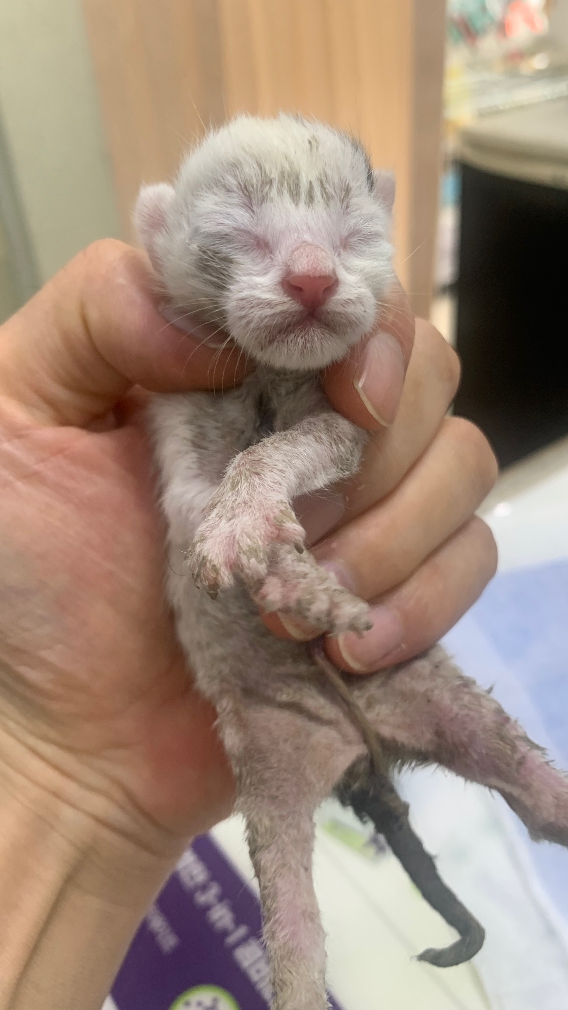 보호중 한국 고양이…