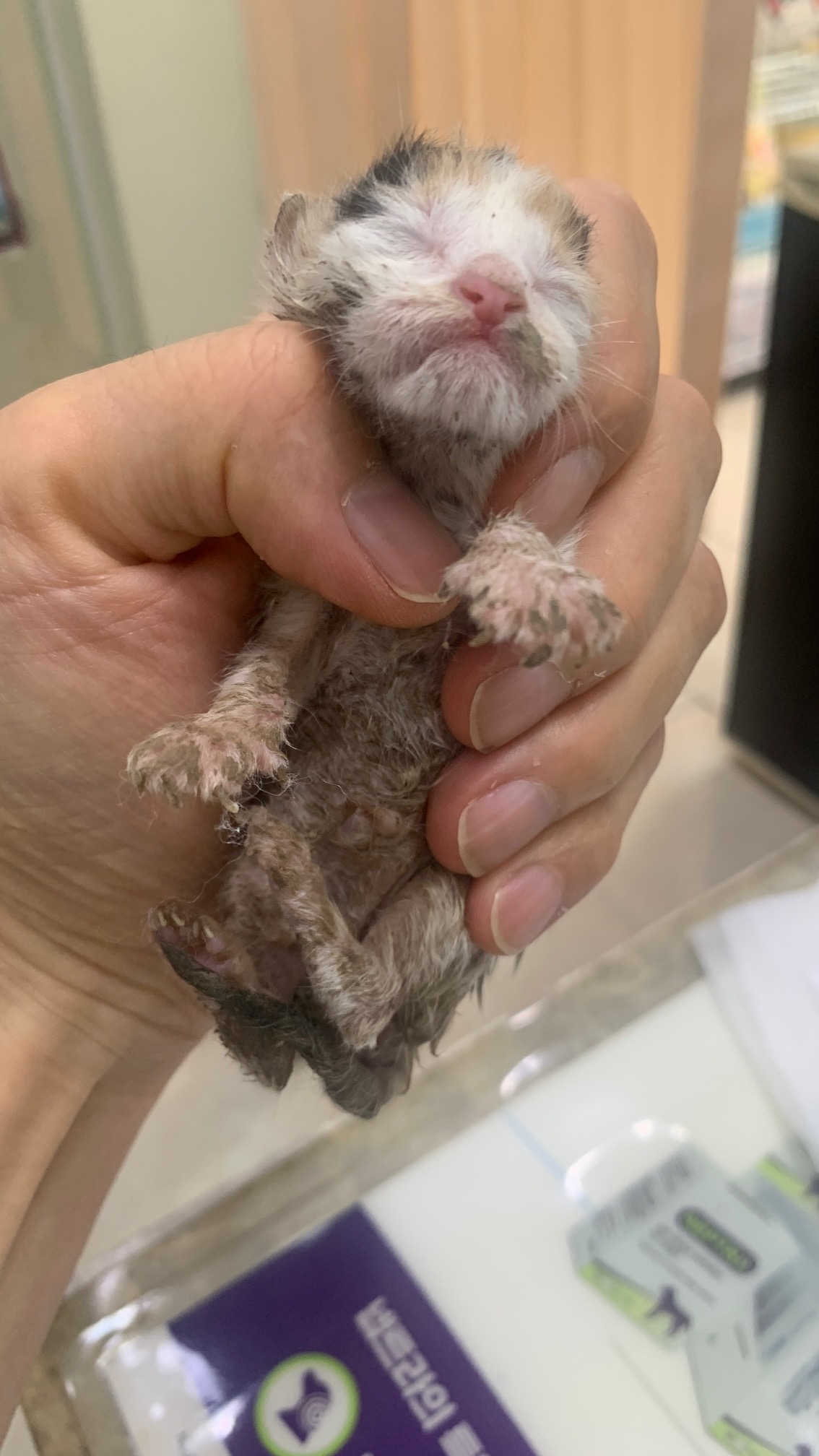 보호중 한국 고양이…