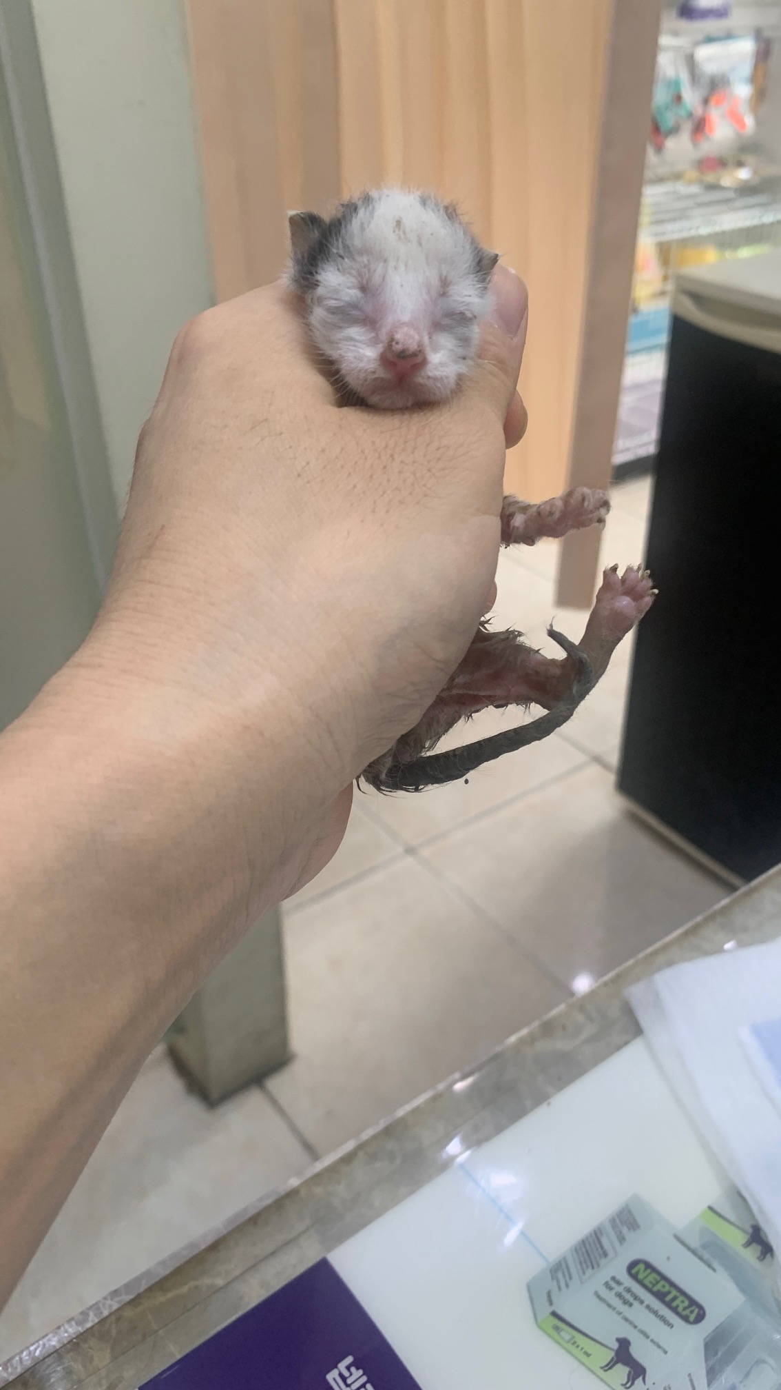 보호중 한국 고양이…