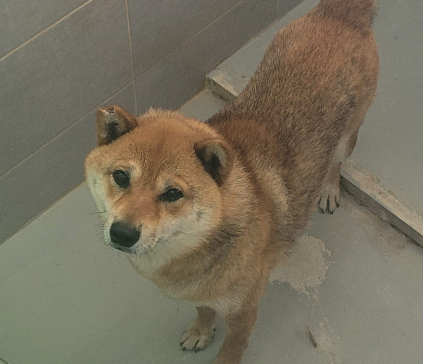 울진군동물보호센터_447525202400273