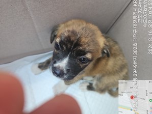 대전동물보호센터_430367202400562