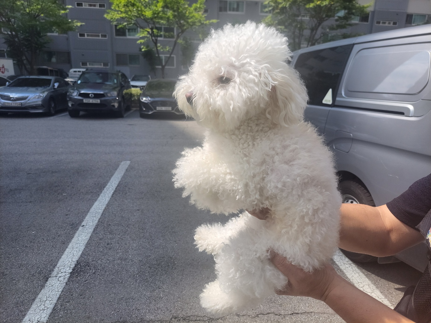 종료(입양) 비숑 …
