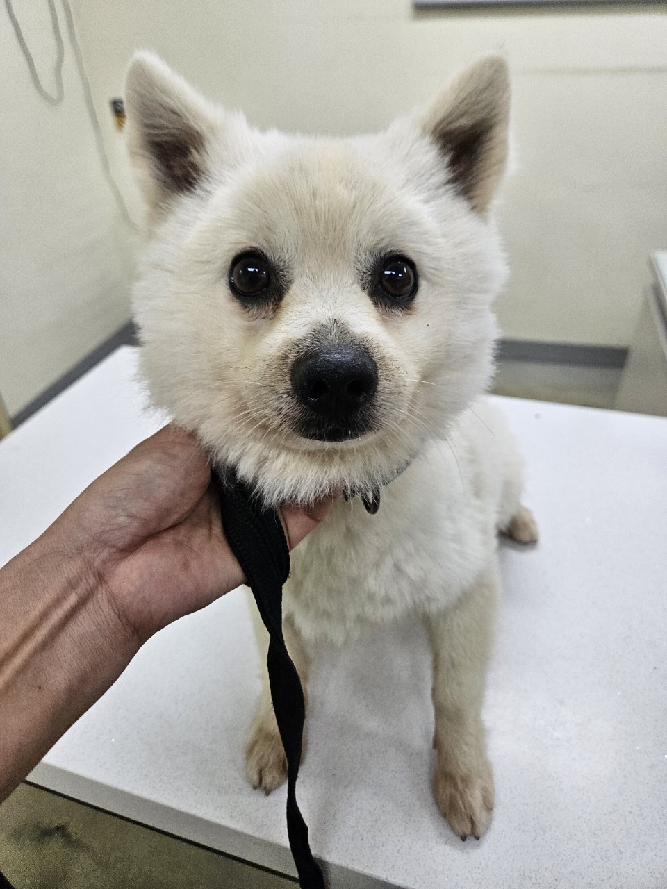 아산동물복지지원센터_444452202401951