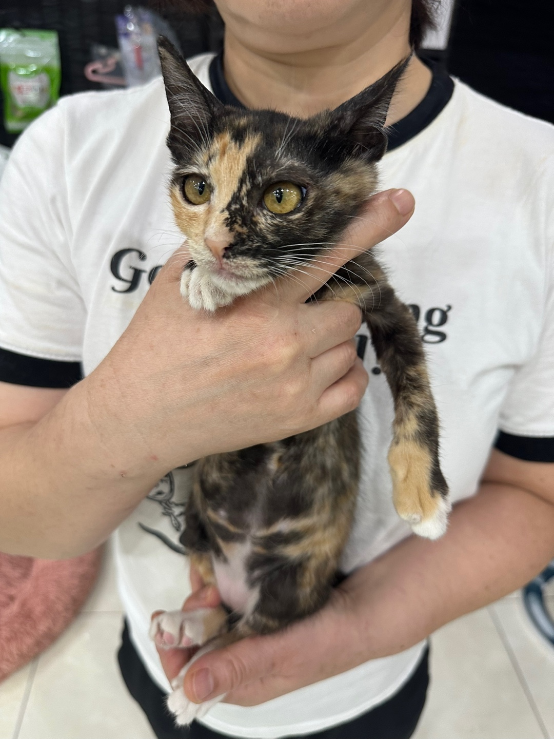 [고양이] 한국 고양이 대구-수성-2024-00464 유기동물 배경 이미지 입니다.