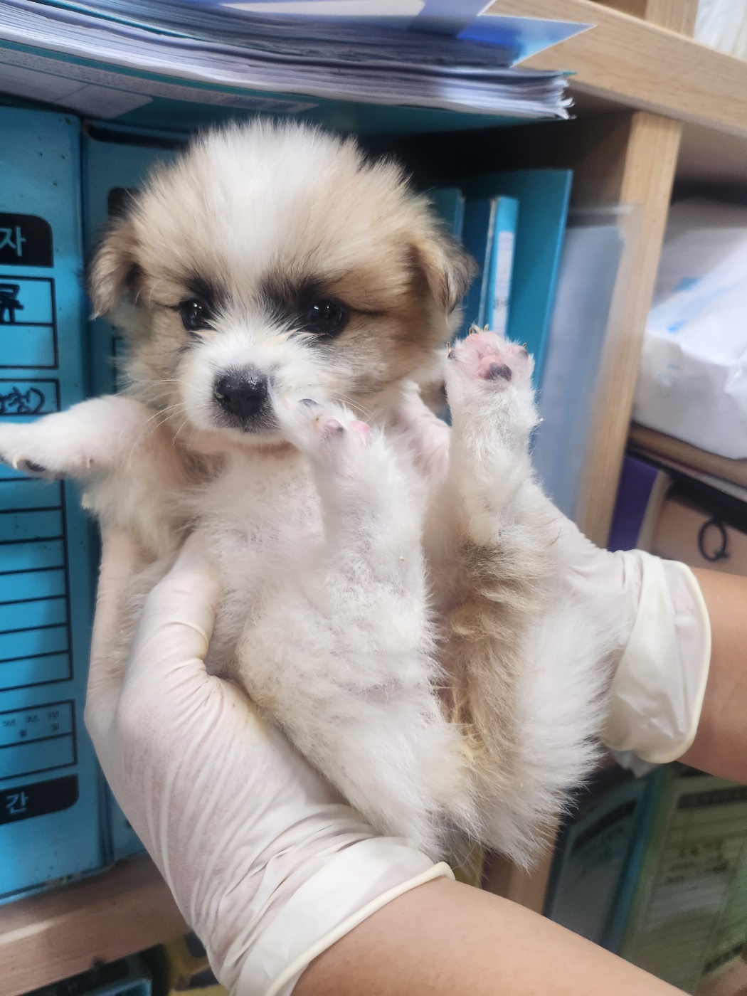 울산유기동물보호센터_431373202401130