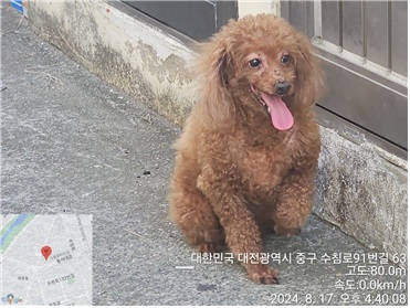 대전동물보호센터_430365202400347