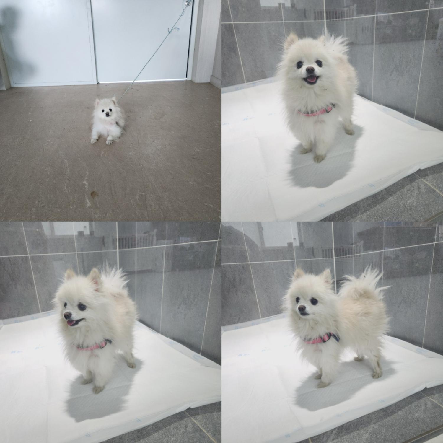 종료(반환) 포메라…