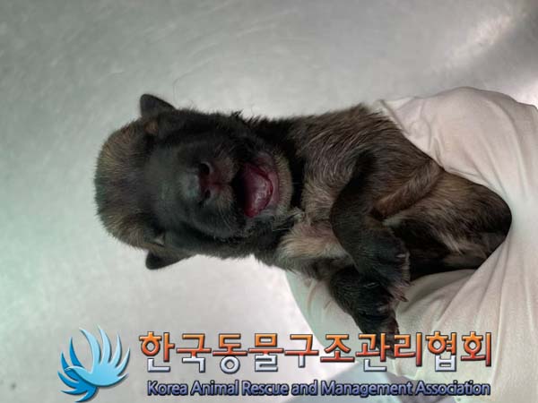 종료(자연사) 믹스…