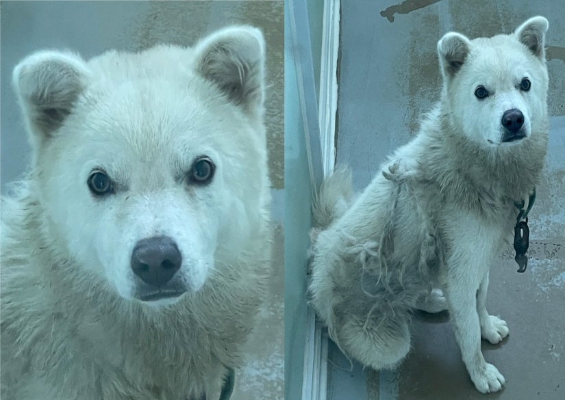 서산시 동물보호센터_444453202400999