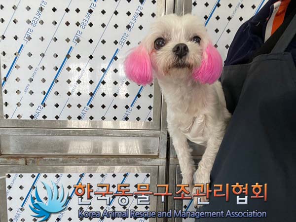 종료(반환) 말티즈…