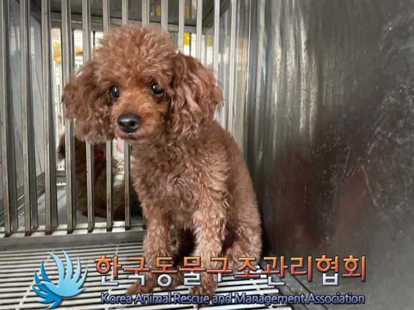 종료(반환) 푸들의…