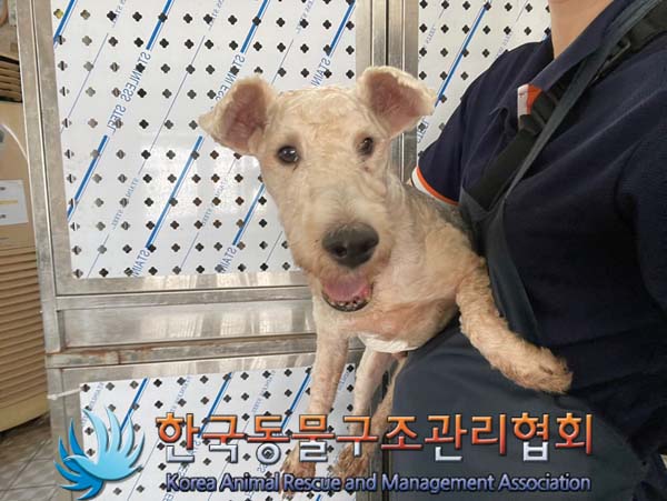 종료(반환) 믹스견…