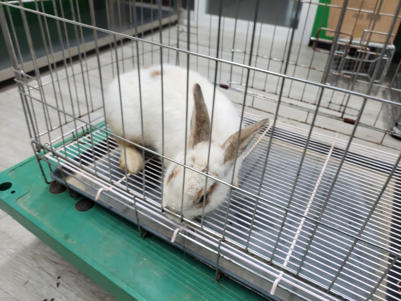 보호중 토끼의 가족…