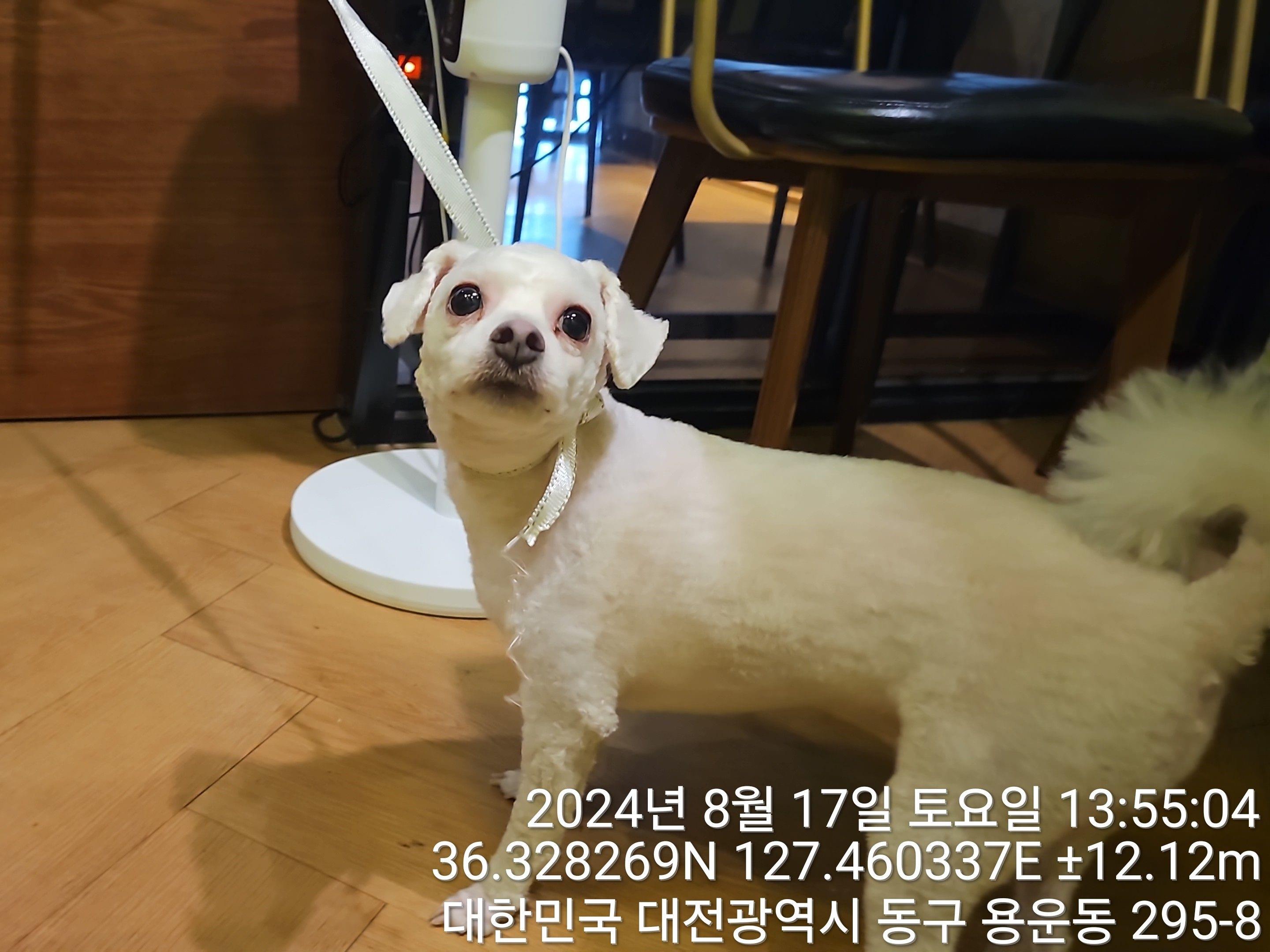 대전동물보호센터_430364202400659