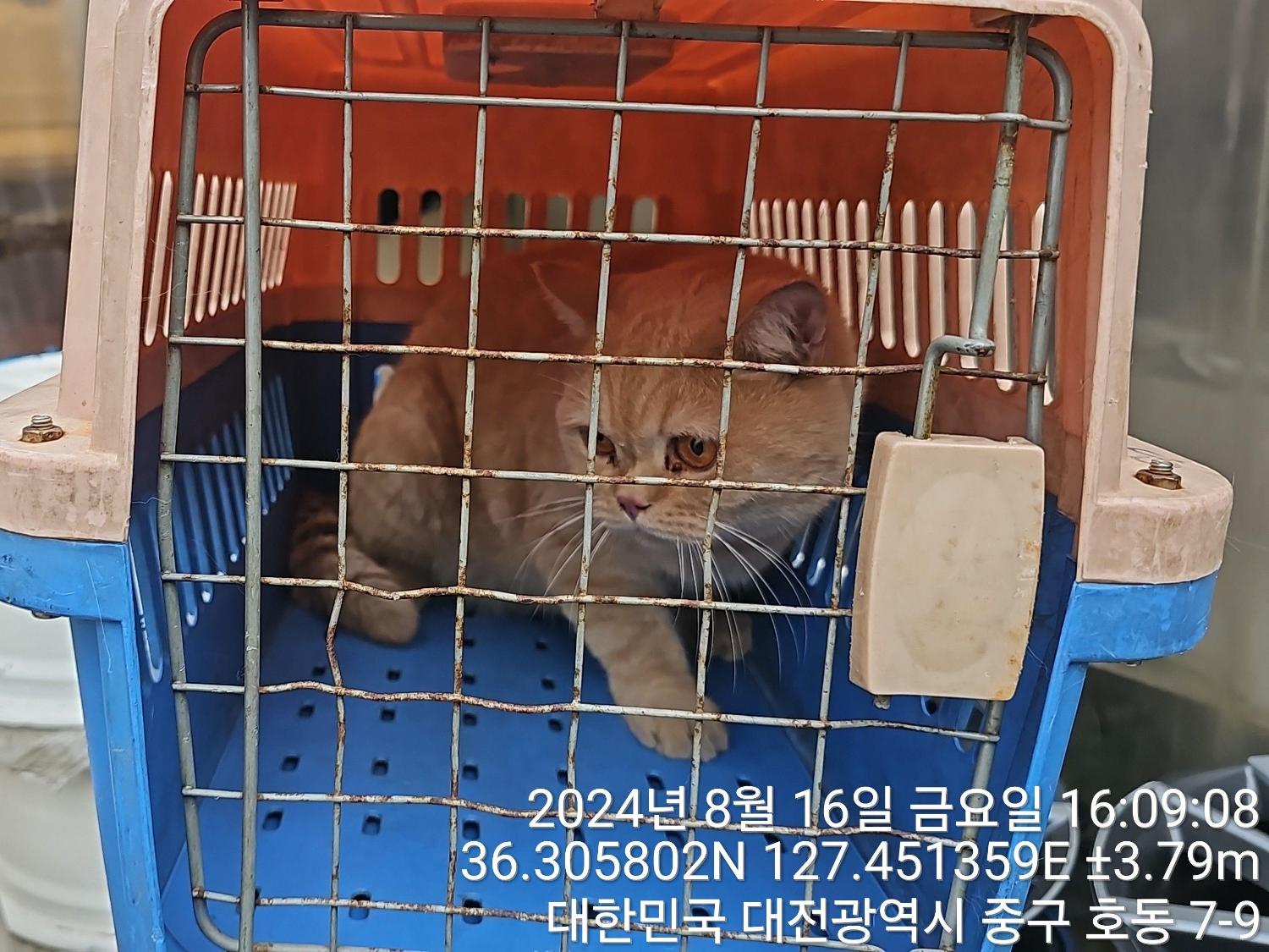종료(입양) 스코티…