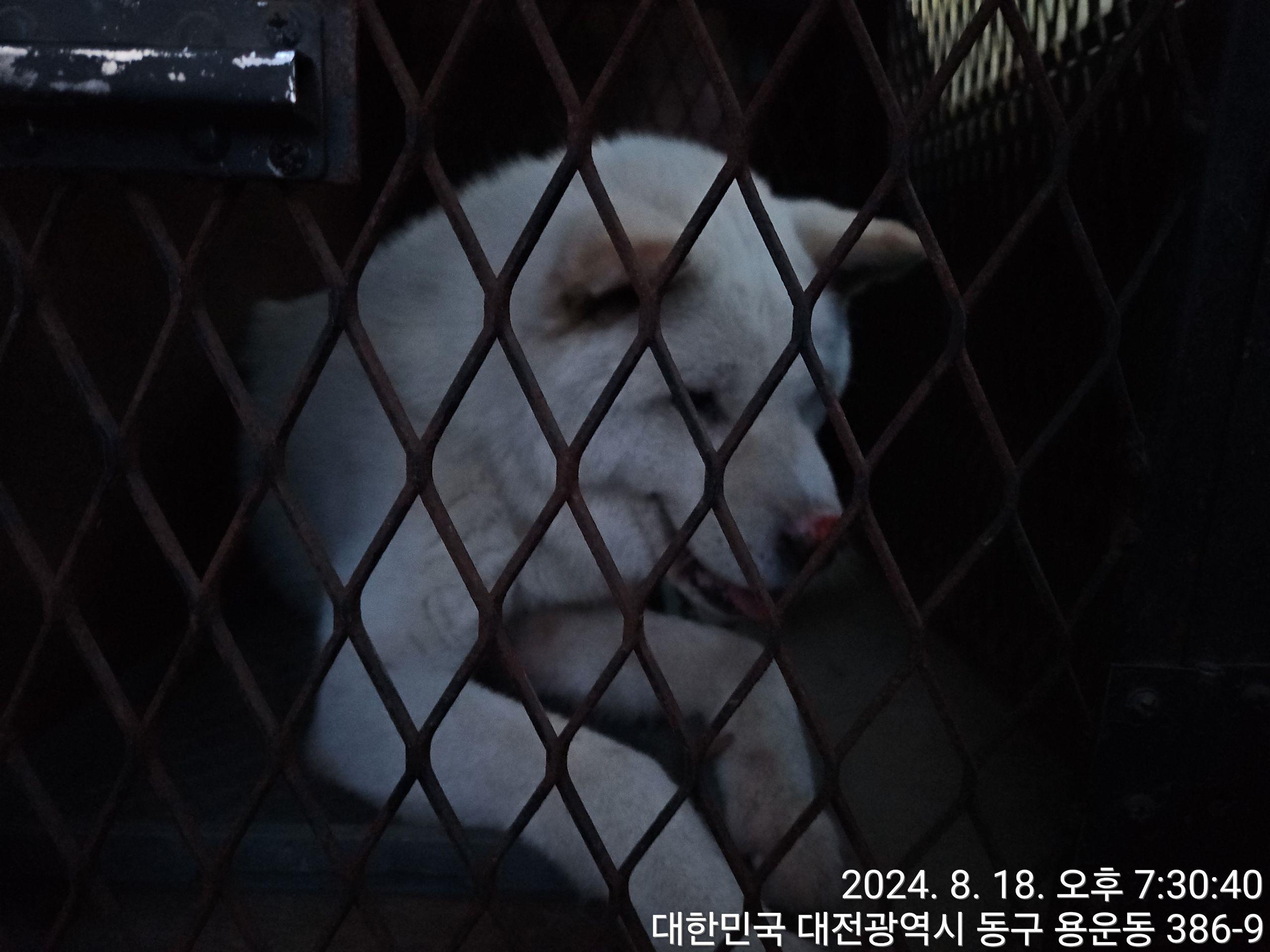 종료(반환) 믹스견…