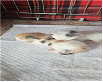 유기동물및관리협회_448535202401080