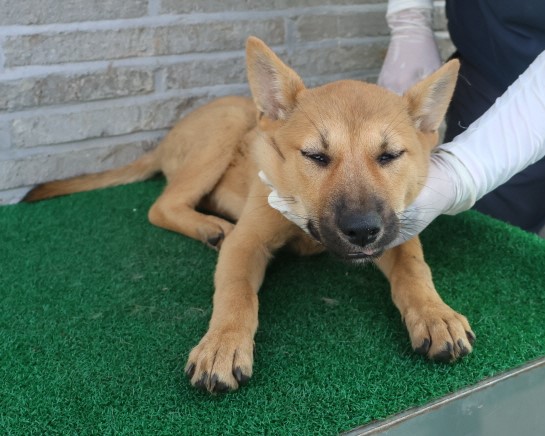 제주 동물보호센터_450650202402441