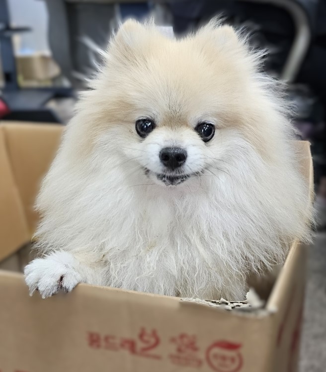 종료(반환) 포메라…