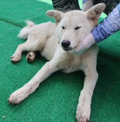 제주 동물보호센터_450650202402433