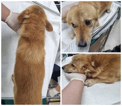 논산시 동물보호센터_444454202400751