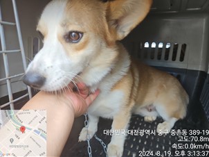 종료(반환) 웰시 …