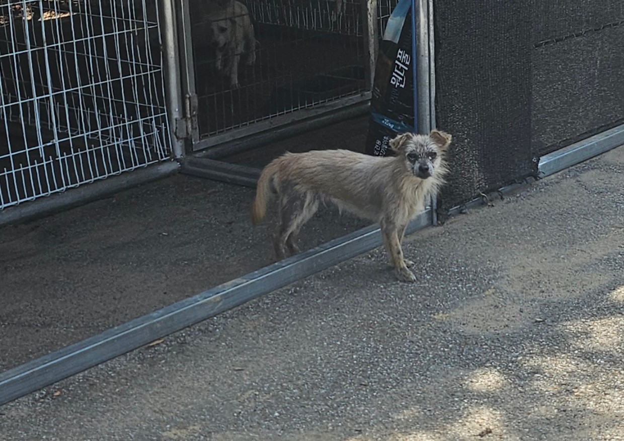 남양동물보호센터_441553202402638