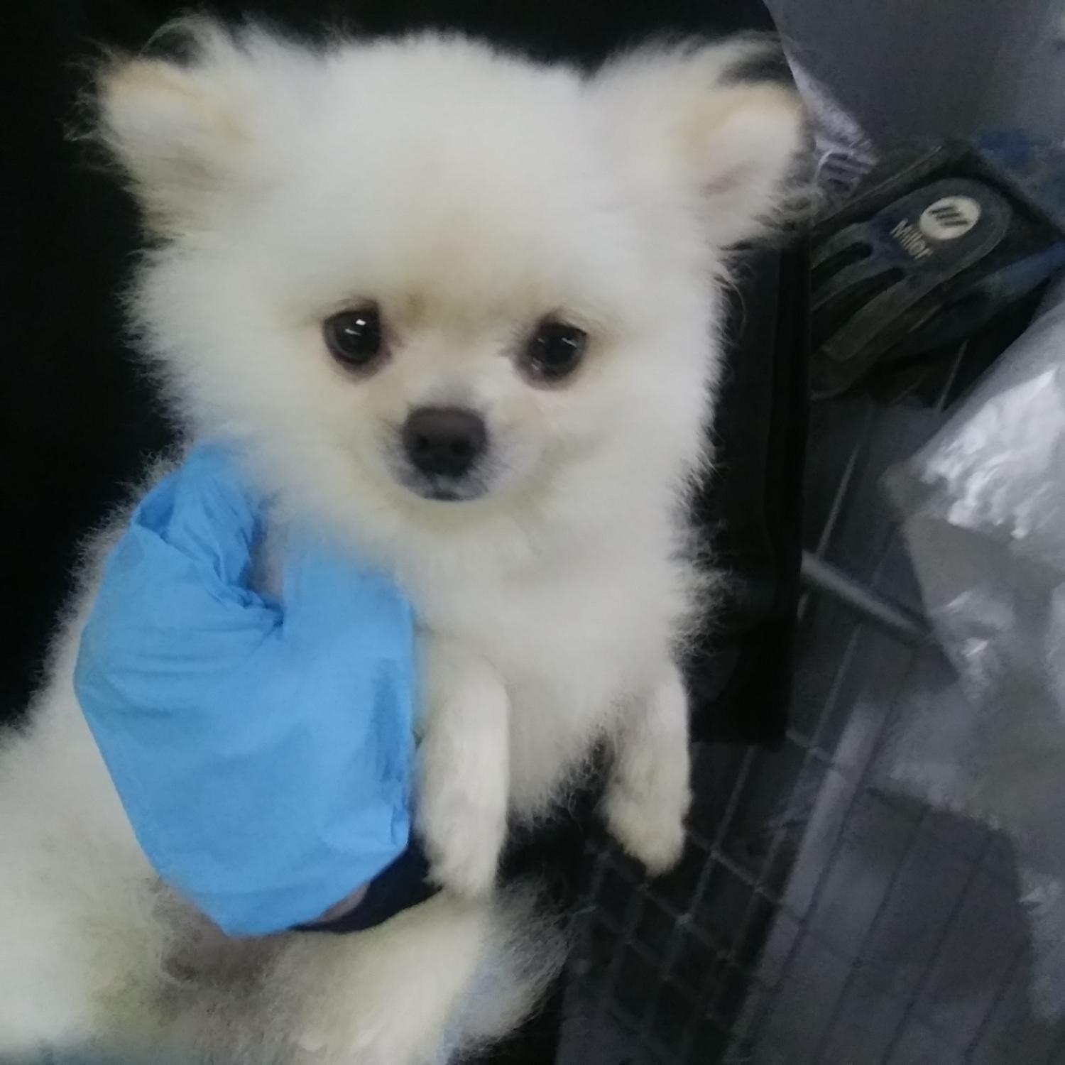 인천광역시수의사회_428353202400778