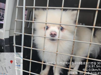 보호중 포메라니안의…
