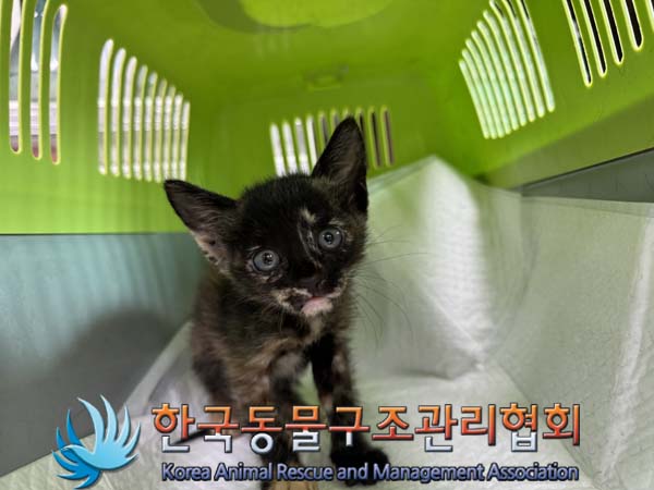 한국동물구조관리협회_441382202400656