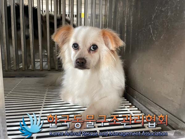 한국동물구조관리협회_441559202400906