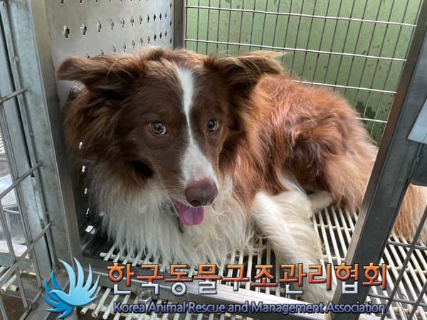 한국동물구조관리협회_441559202400907