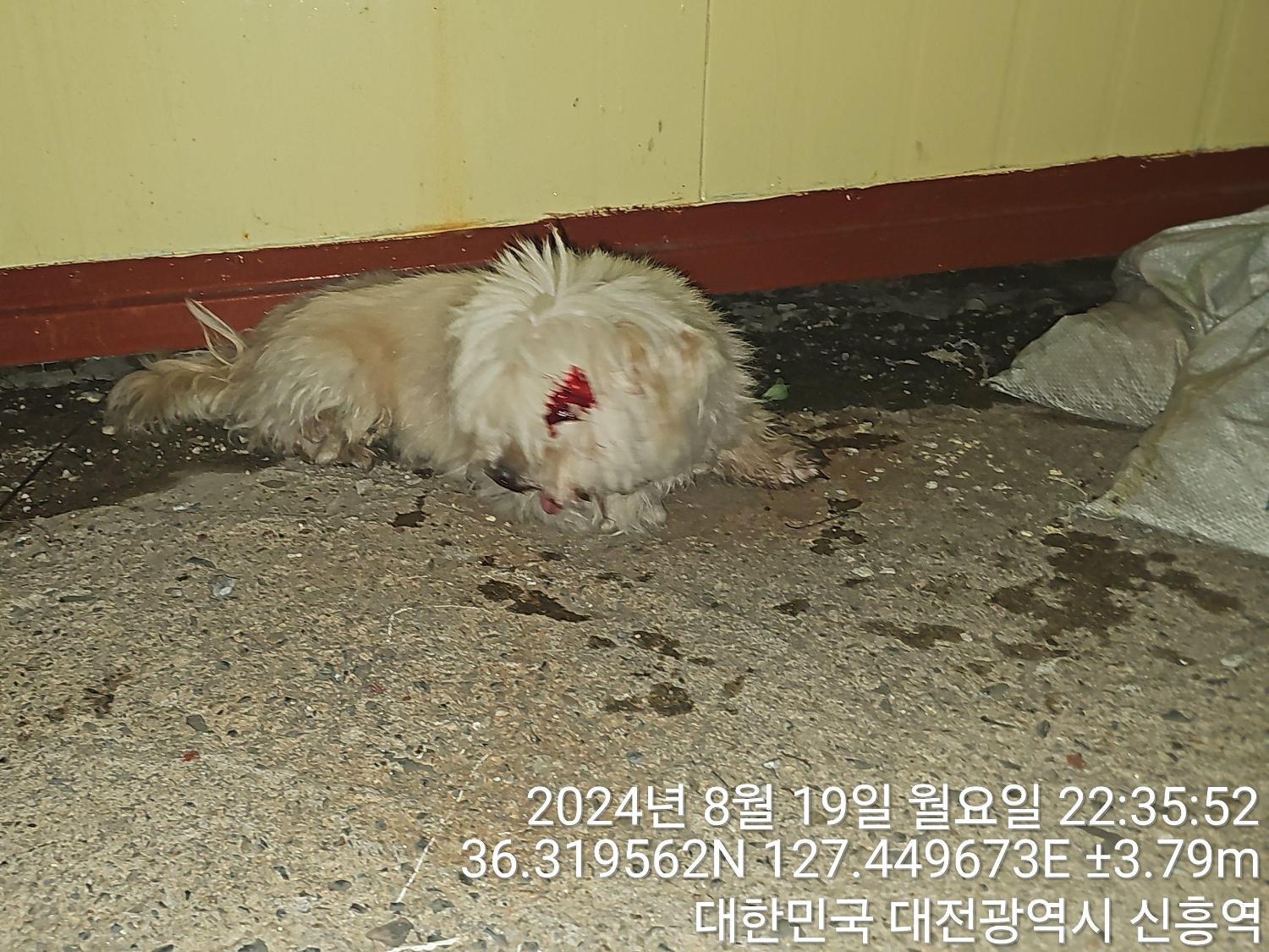 대전동물보호센터_430364202400662