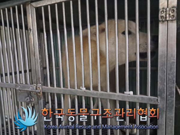 한국동물구조관리협회_441559202400908