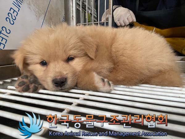 한국동물구조관리협회_441560202400967