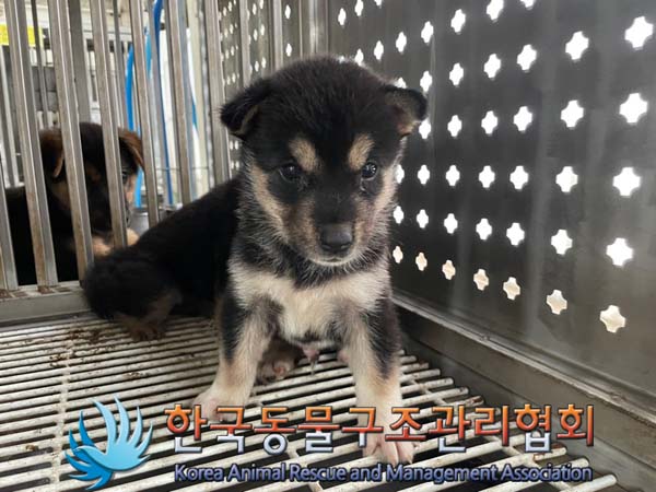한국동물구조관리협회_441409202401256