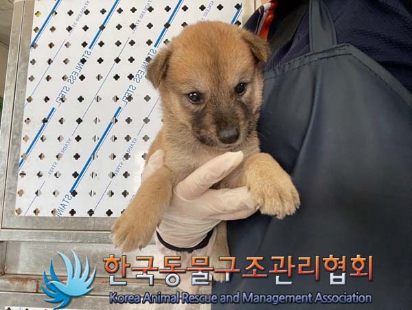 한국동물구조관리협회_441409202401263