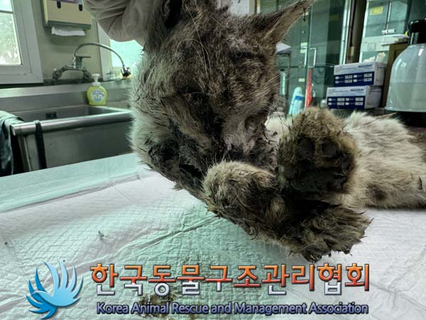 한국동물구조관리협회_411323202400874