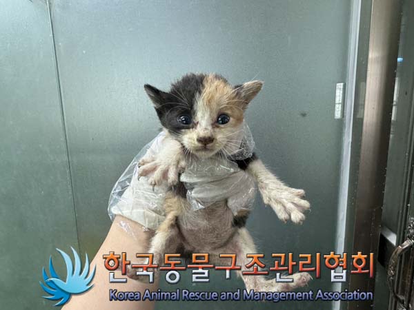 한국동물구조관리협회_441404202400417