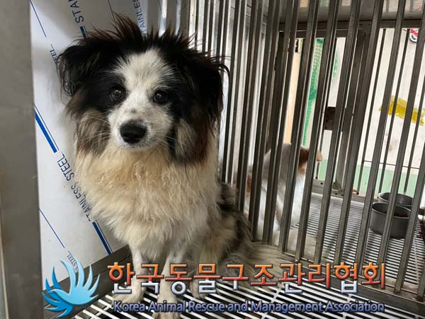한국동물구조관리협회_441406202401359
