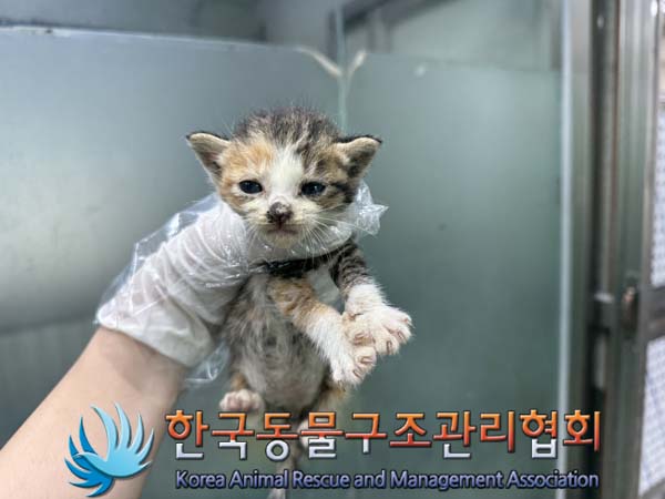 한국동물구조관리협회_441404202400418