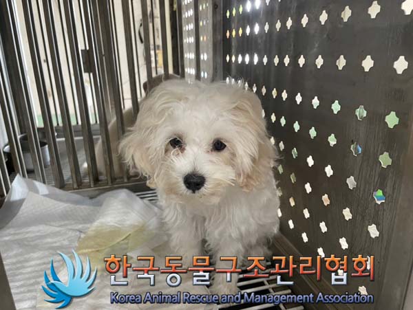 종료(입양) 믹스견…