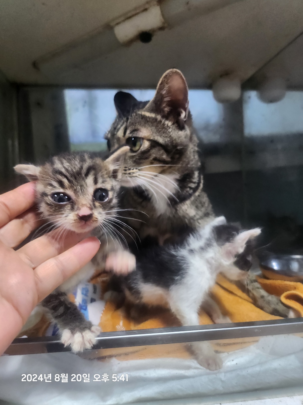 울산유기동물보호센터_431373202401136