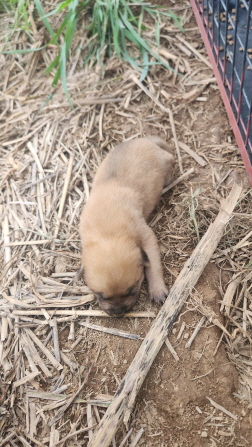 익산유기동물보호소_445468202402221
