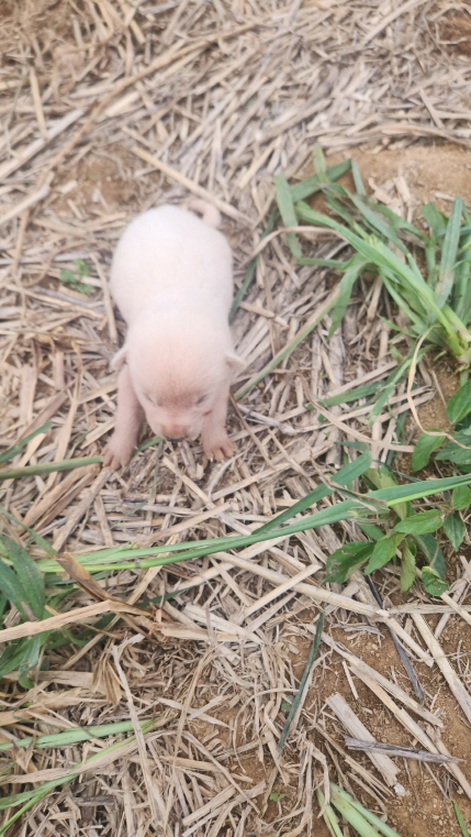 익산유기동물보호소_445468202402218
