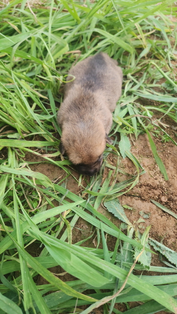 익산유기동물보호소_445468202402219