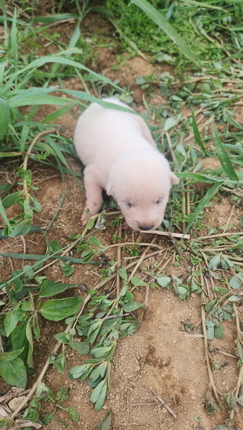 익산유기동물보호소_445468202402217
