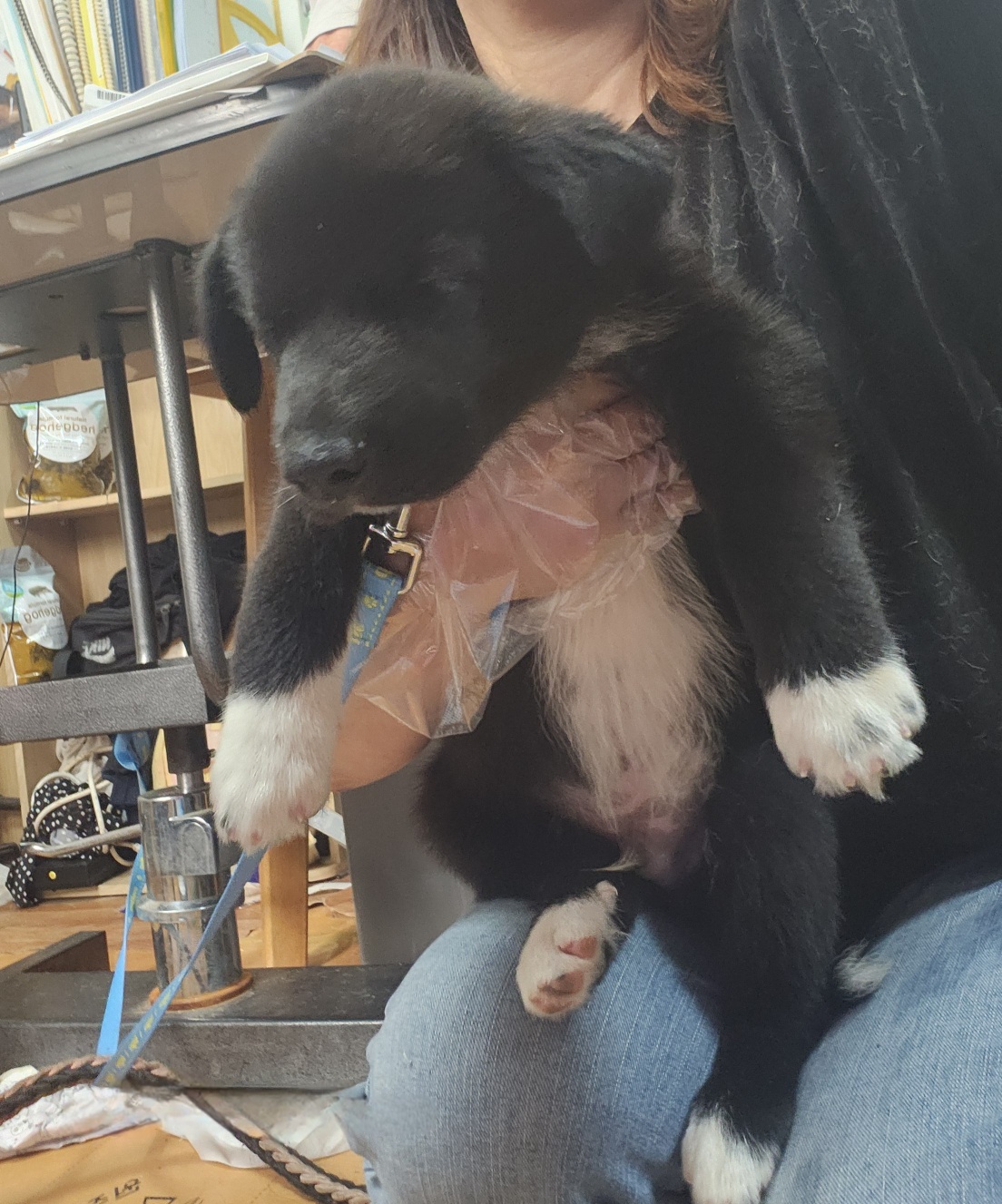 울산유기동물보호센터_431371202400332