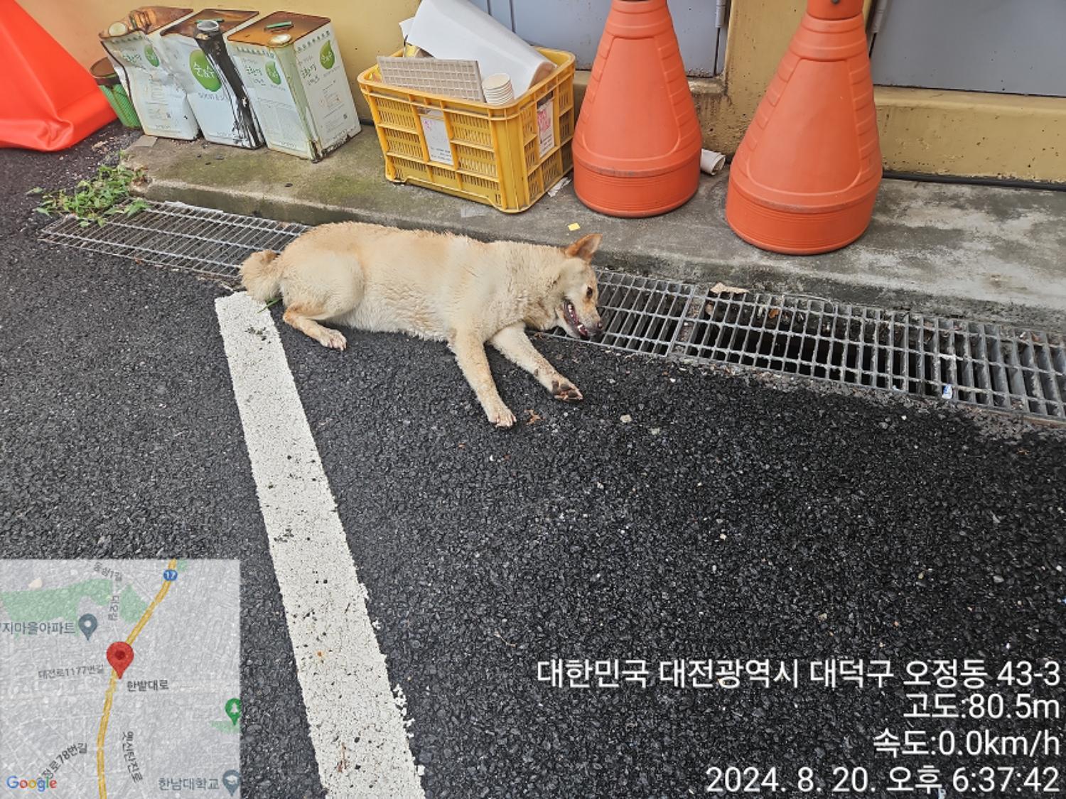 대전동물보호센터_430368202400373