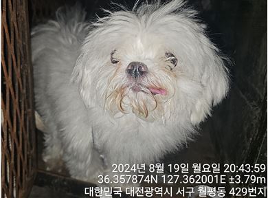 대전동물보호센터_430366202400416